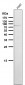 Anti-PI 3 Kinase p85 alpha PIK3R1 Rabbit Monoclonal Antibody